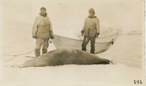 Image: Square flipper or bearded seal; Abram and Nipatchee